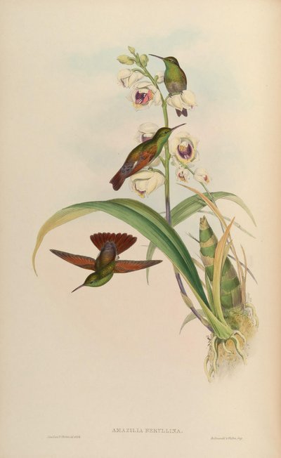 Amazilia beryllina by John Gould